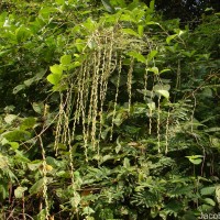 Dioscorea pentaphylla L.